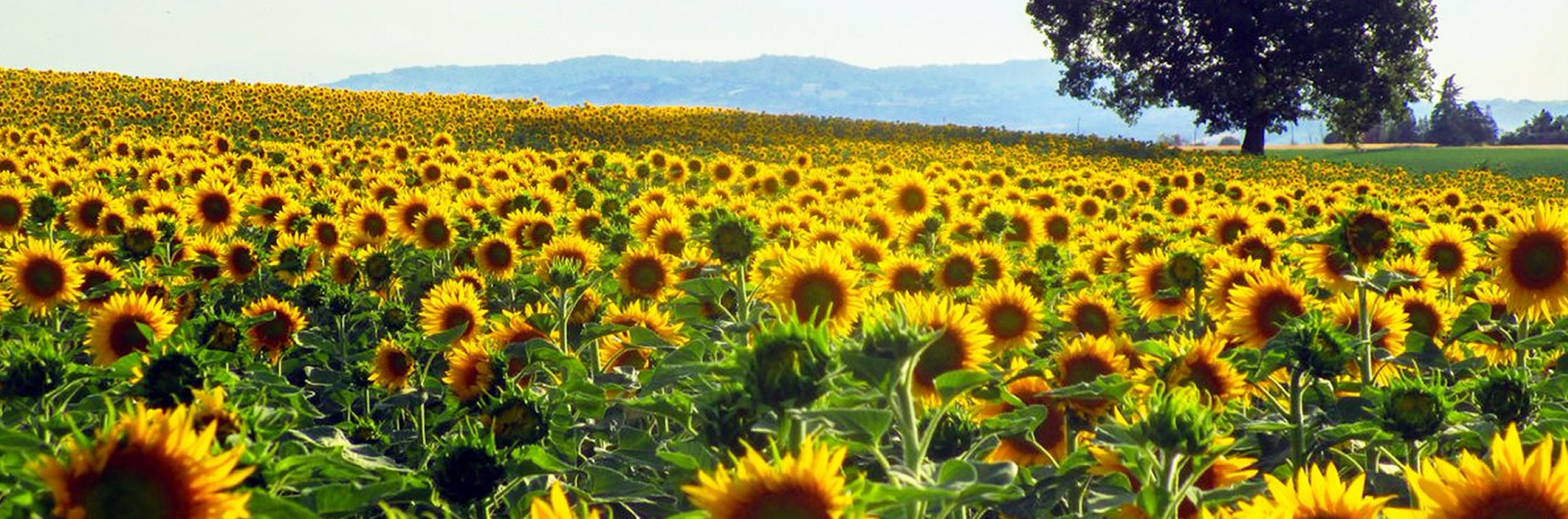 Paesaggio girasoli Valsamoggia